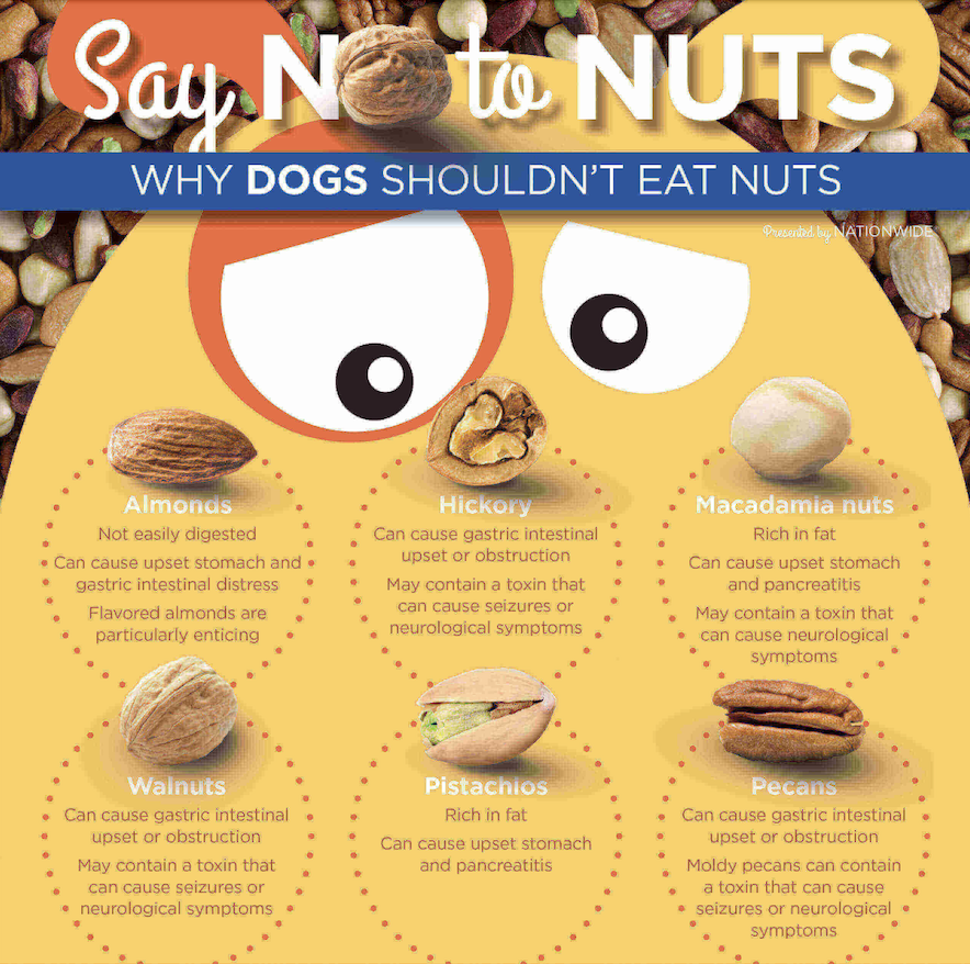 Nuts that dogs can't eat.