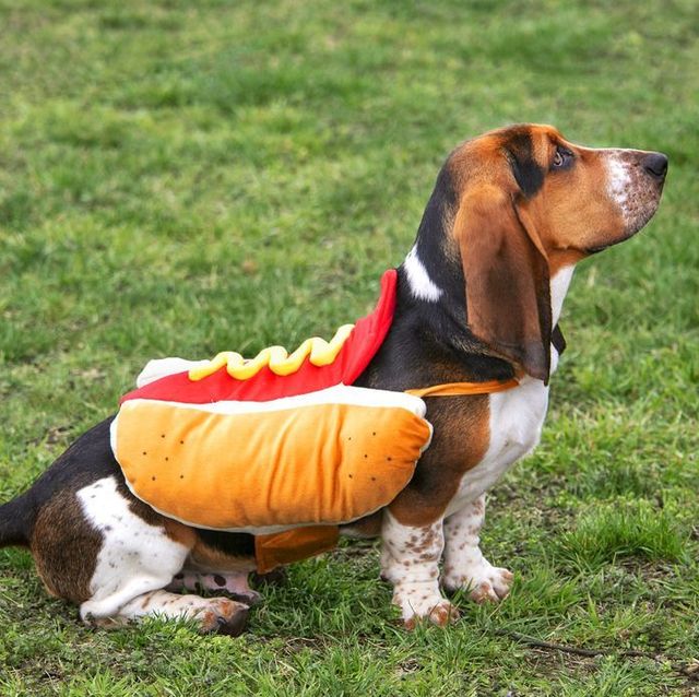 hot_dog