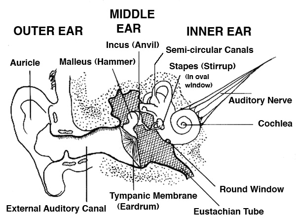 Double hearing  Understanding diplacusis symptoms and causes