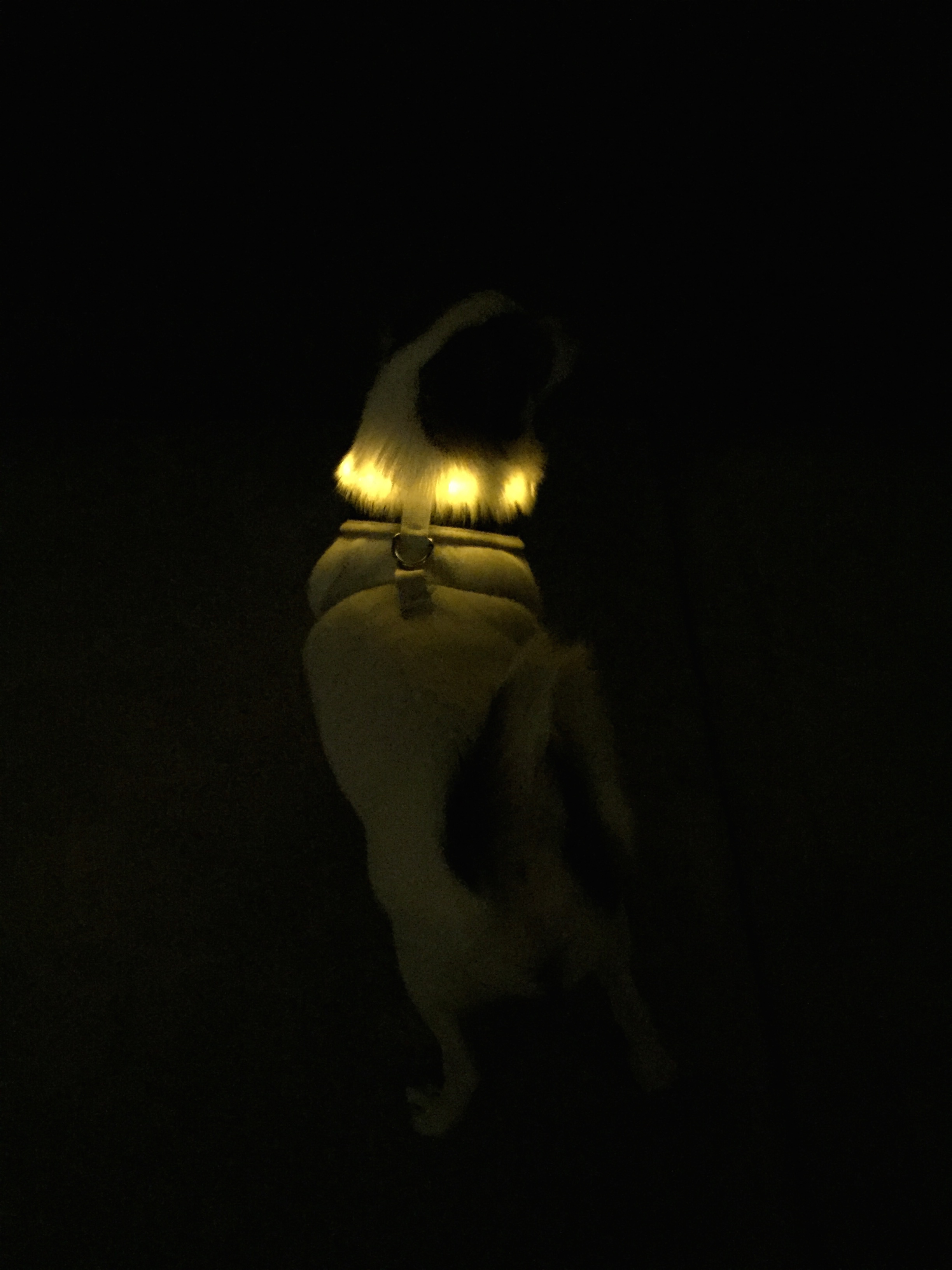 dog harness lit up on dog