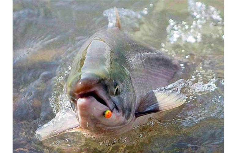 A sockeye salmon is reeled in by a fisherman along the shores of the Fraser River near Chilliwack. Predictions for this years sockey fishery on the Fraser River are for an abundant return.