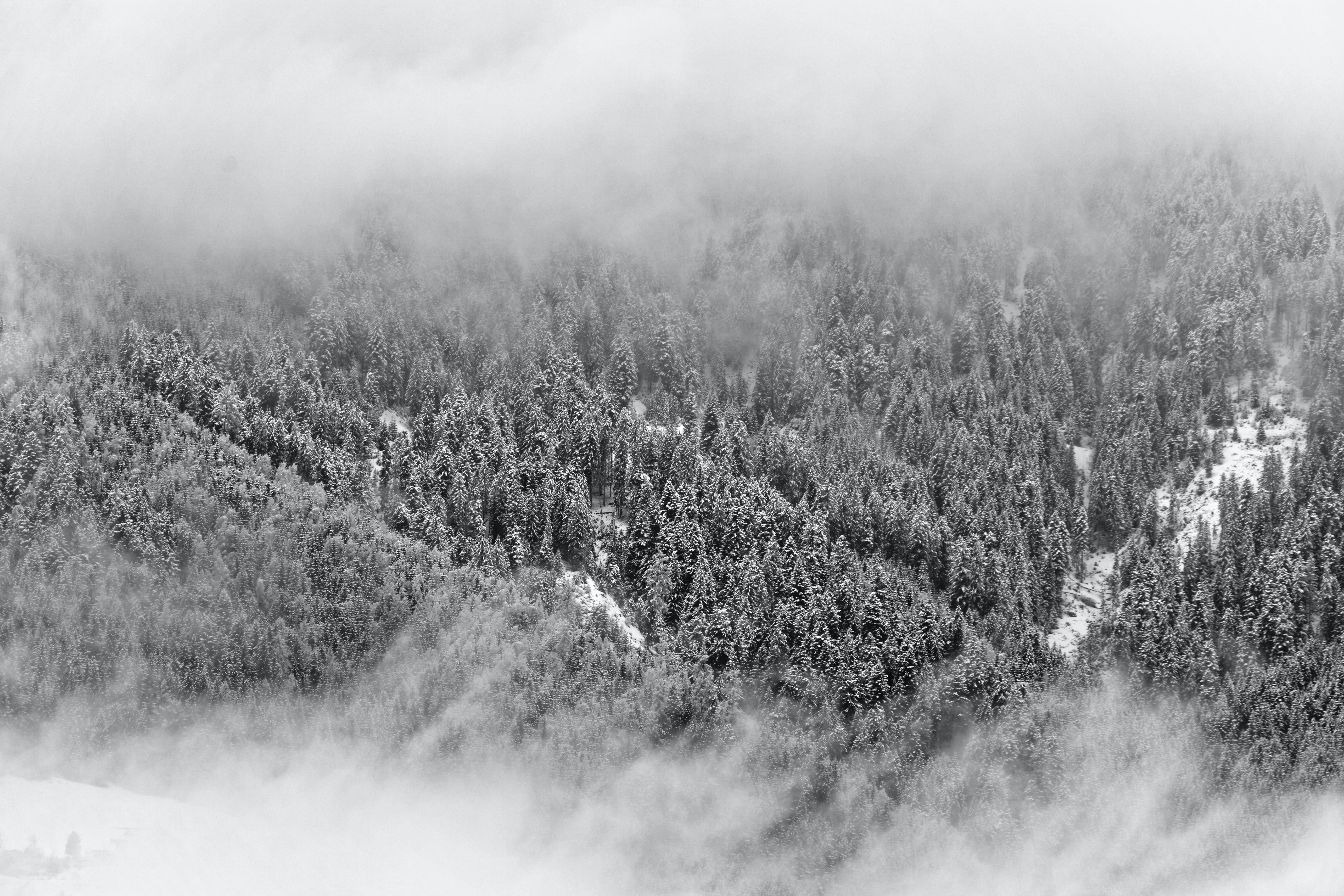 An aerial photo of a snowy, misty forest