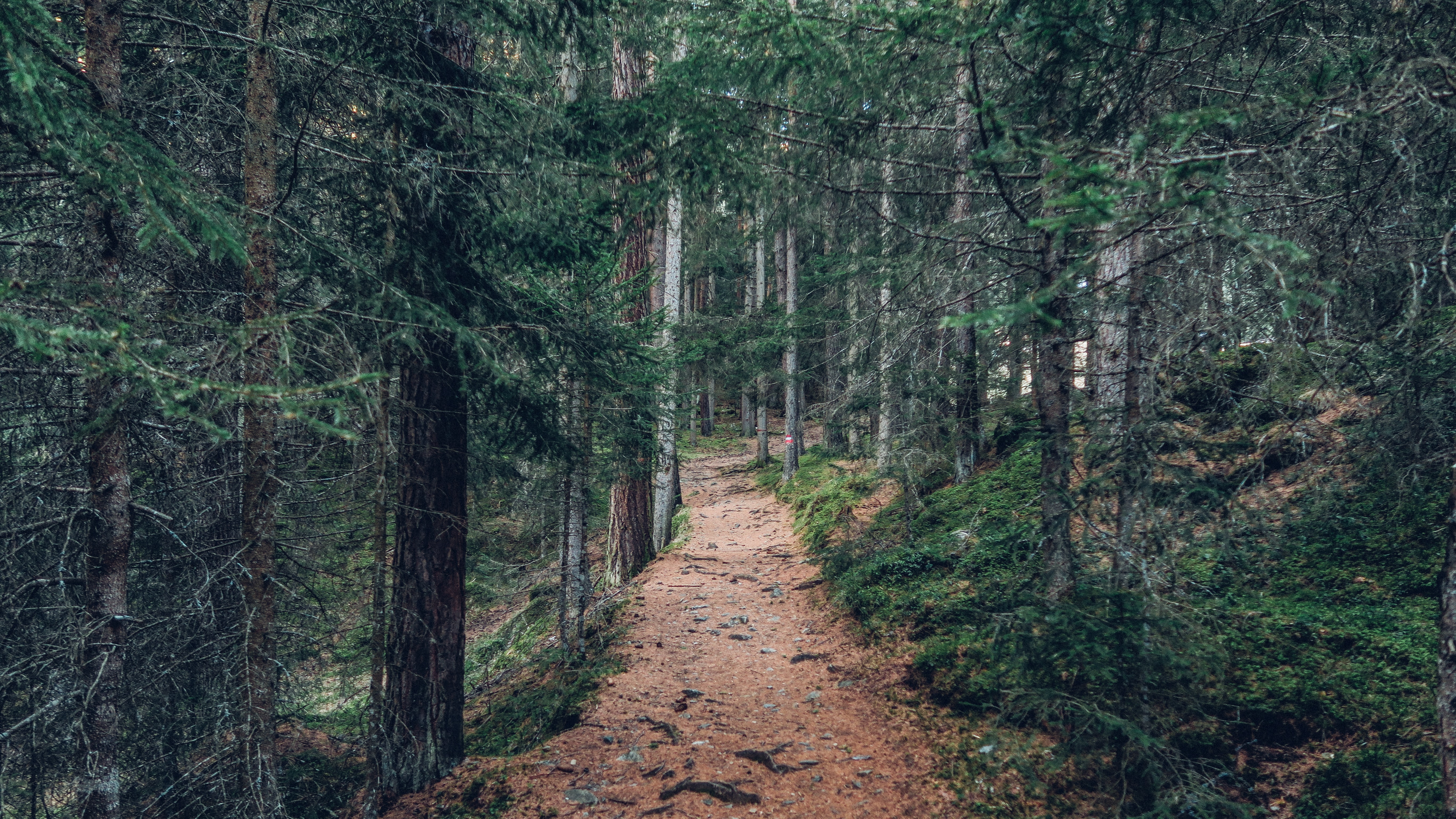 A photo of a pine forest path