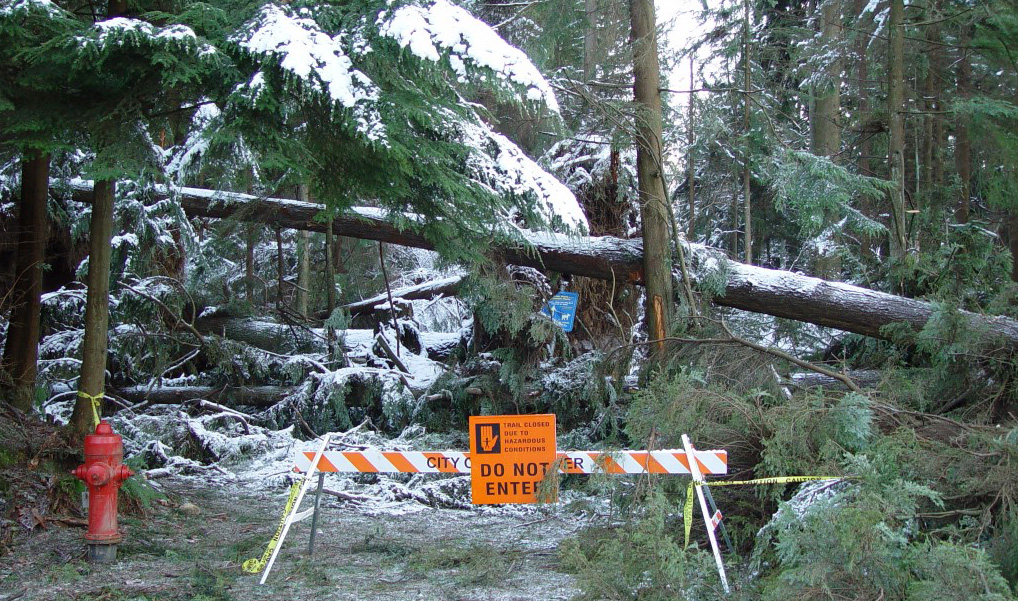 trees knocked over from wind