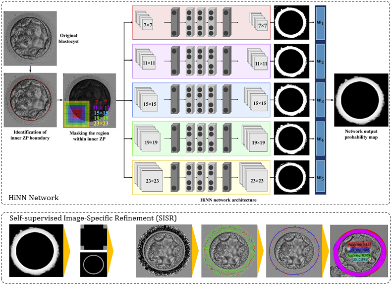 Blastocyst Detection