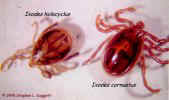 Picture of Adult Ticks