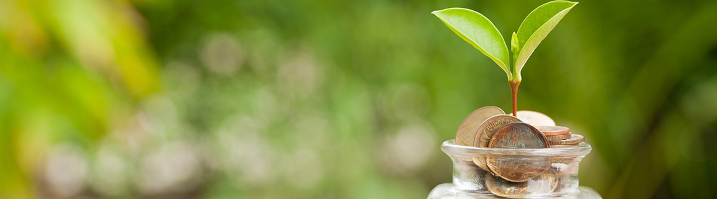 Banner image of a field of shamrocks