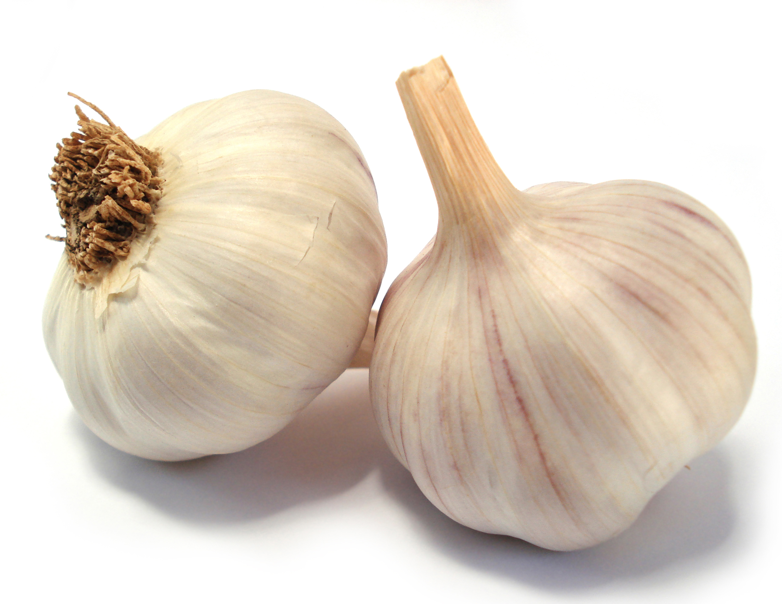 garlic